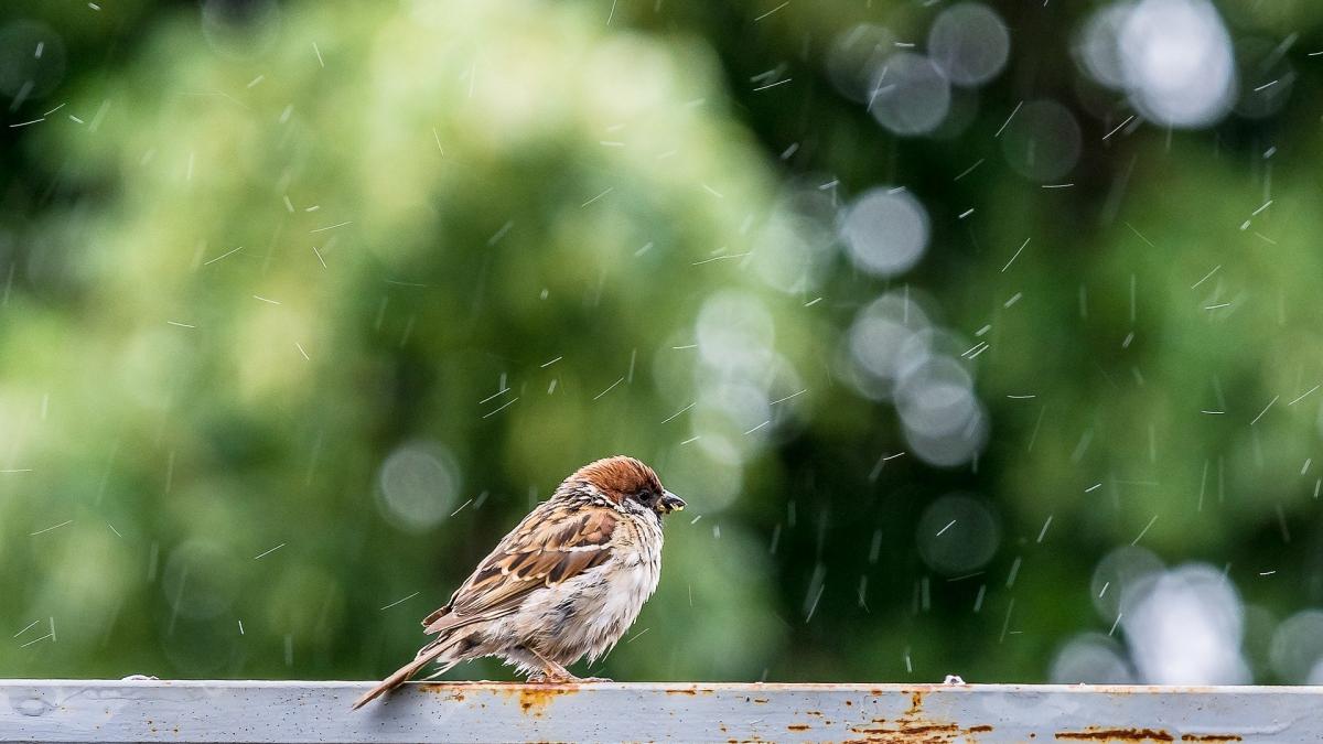 vremea prognoza meteo pana pe 29 decembrie vin ploile