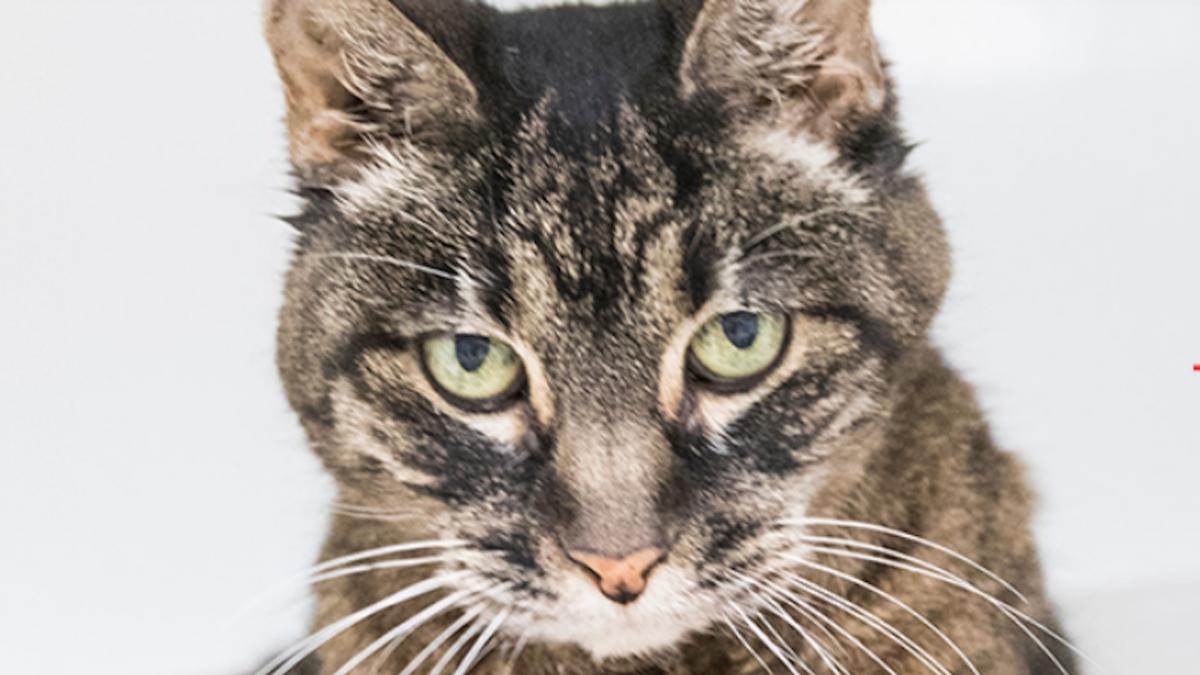 pisica de 19 ani fusese abandonata la aeroport alaturi de un bilet ce a urmat este incredibil