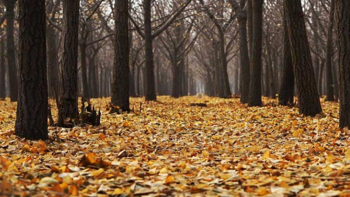 tragedie in hunedoara un tanar s a spanzurat in padurea chizid