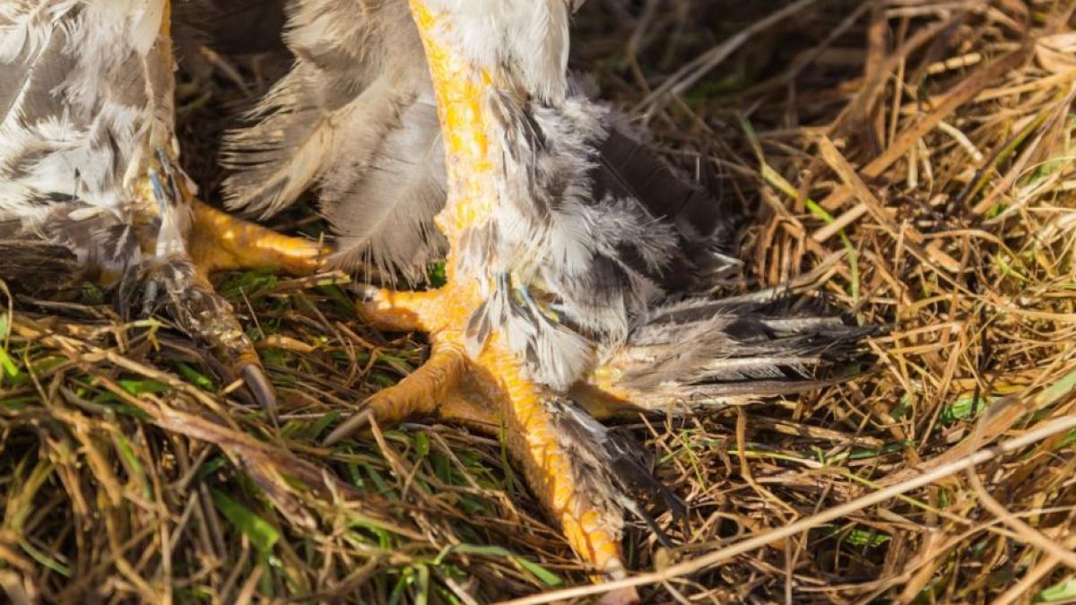 cum te obliga regimul comunist sa cumperi gheare de pui