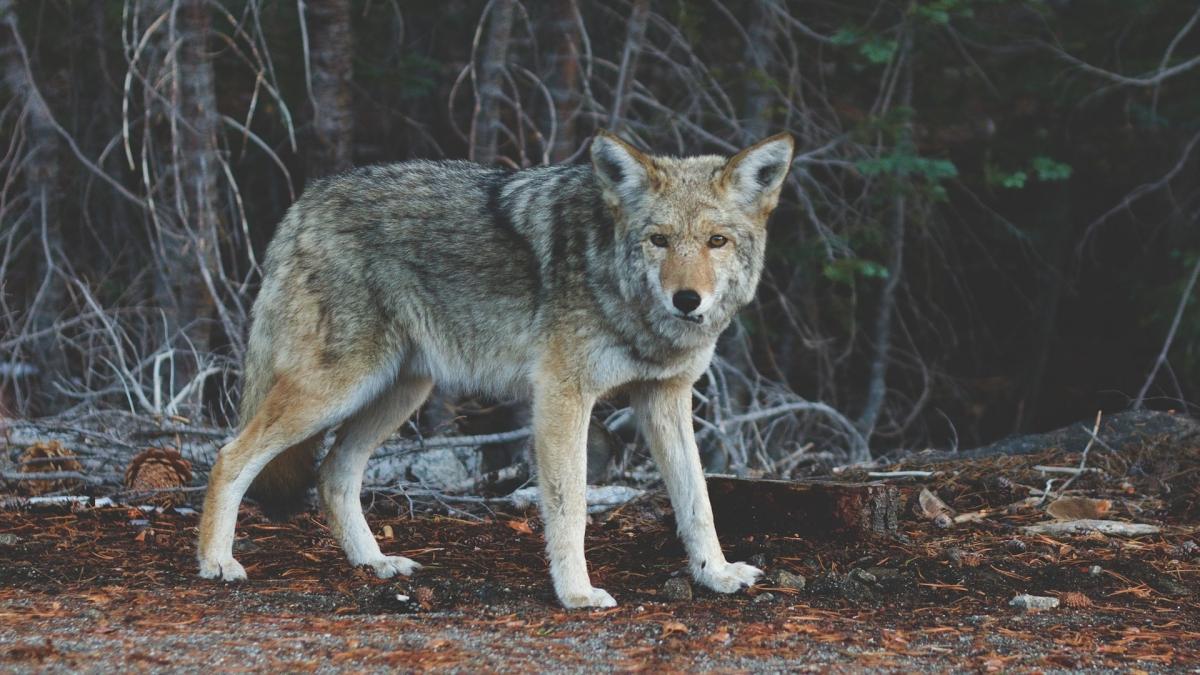 un lup este suspectat ca a mancat un cangur in belgia