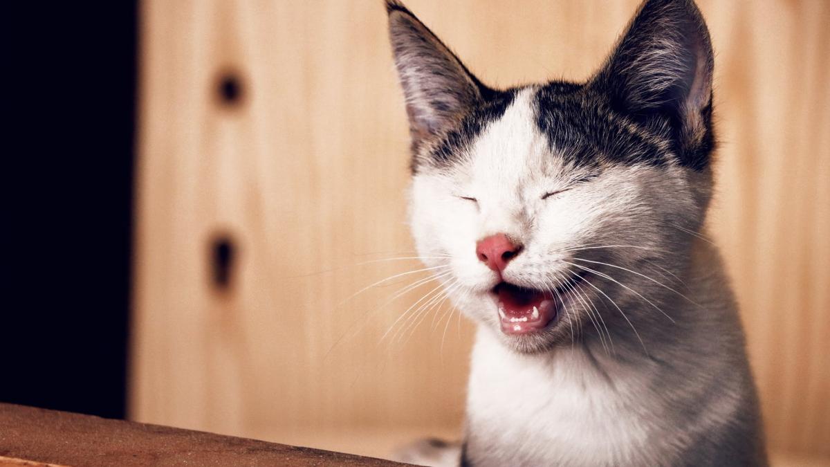 un barbat risca cinci ani de inchisoare pentru ca a atacat un politist cu o pisica