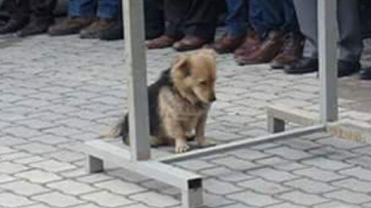 in fiecare zi cainele pleca de acasa pentru cateva ore intr o zi s a decis sa l urmareasca cand a