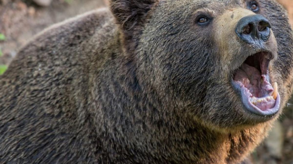 barbat in stare grava dupa un atac al unui urs intr o padure din arges