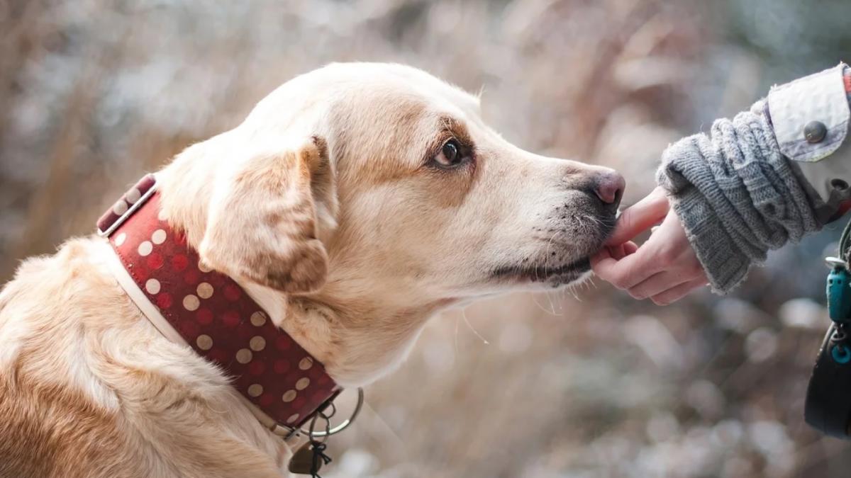 caz revoltator un caine a fost grav ranit dupa ce o petarda i a explodat in gura