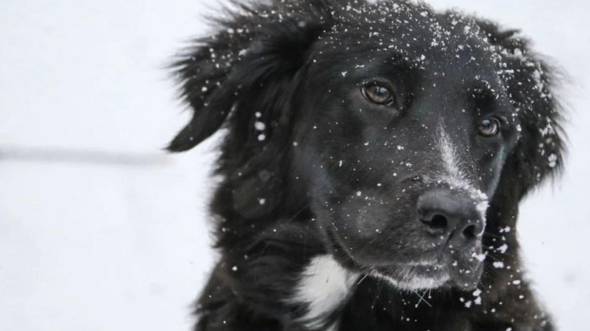 cruzime fara limite un caine a fost gasit spanzurat de o teava de gaze in bucuresti