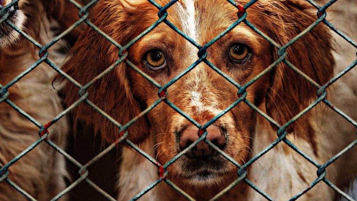 un incendiu a mistuit un adapost de animale dintr o localitate din buzau sute de animale au murit