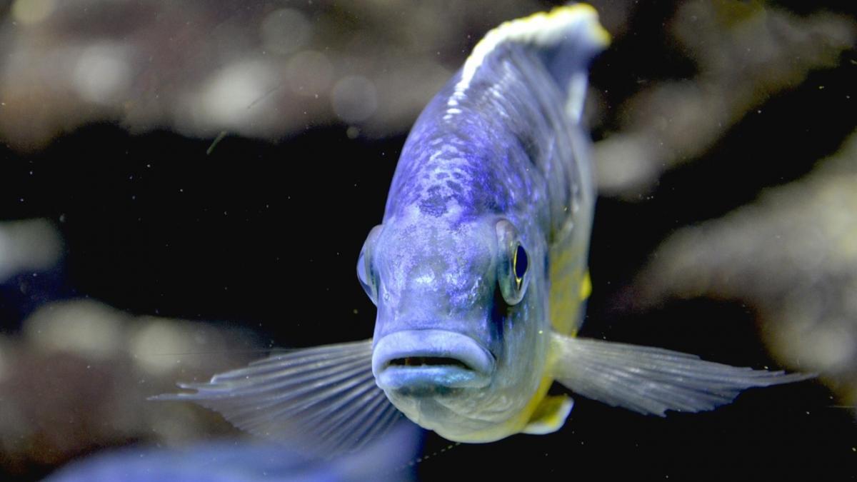 putini romani stiu asta de unde vine de fapt expresia cat ai zice peste