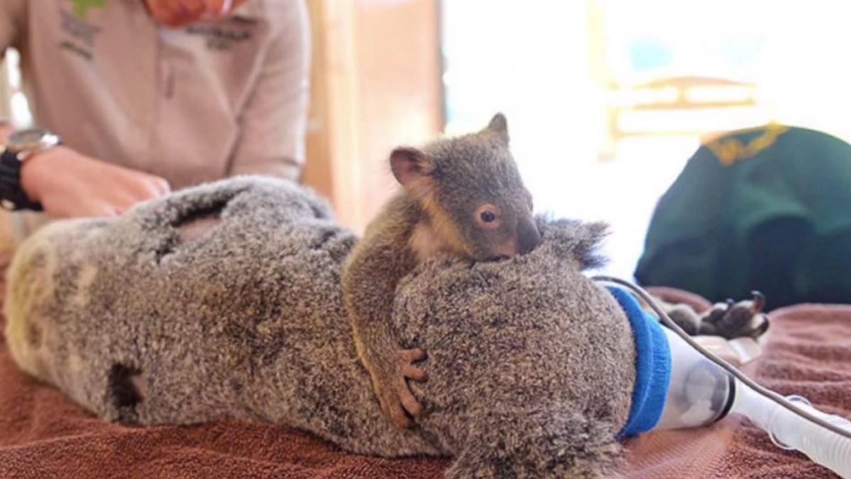 nu te parasesc mama raman langa tine lupta un ursulet koala a aratat cea mai frumoasa lectie de