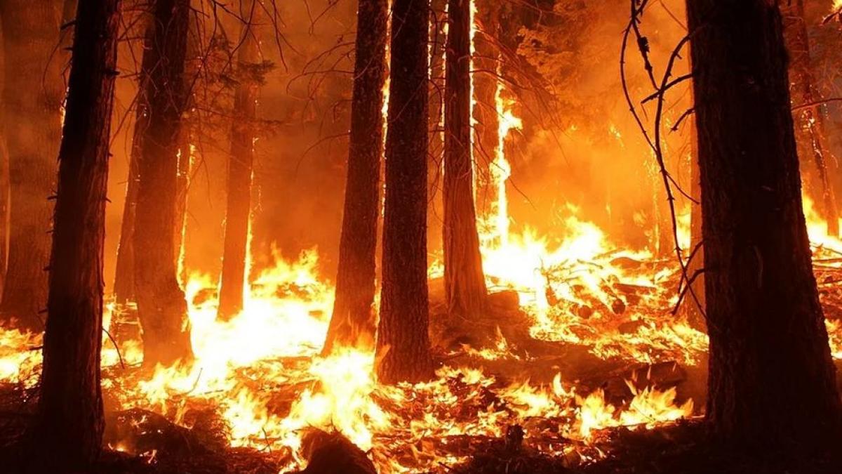 romanul care s a intors din iadul australiei e doar primul continent unde viata asa cum o stiam va