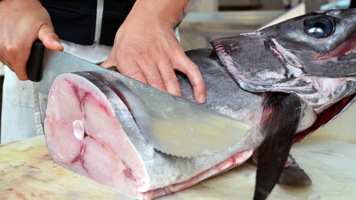 aceasta fiinta a supravietuit disparitiei dinozaurilor nu a reusit sa o faca oamenilor acum a fost