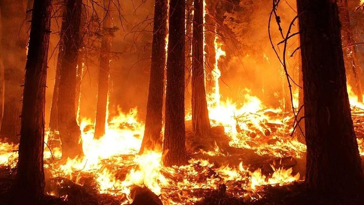 artistii romani se implica pentru ajutorarea victimelor incendiilor din australia