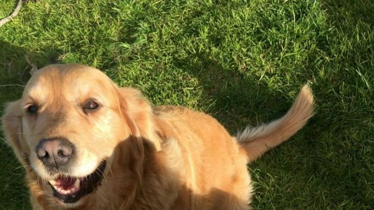 catelusa ei s a intors acasa din plimbarea de dimineata cu o mica creatura agatata de spinarea ei