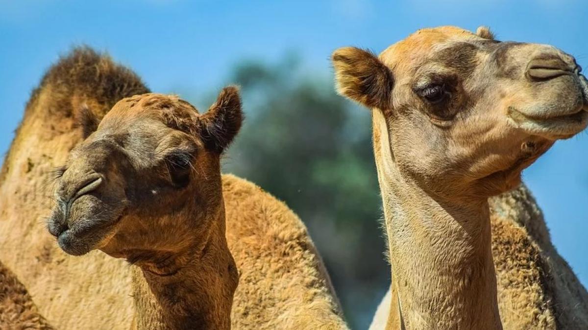 incendiile fac prapad in australia motivul pentru care 10 000 de camile vor fi impuscate