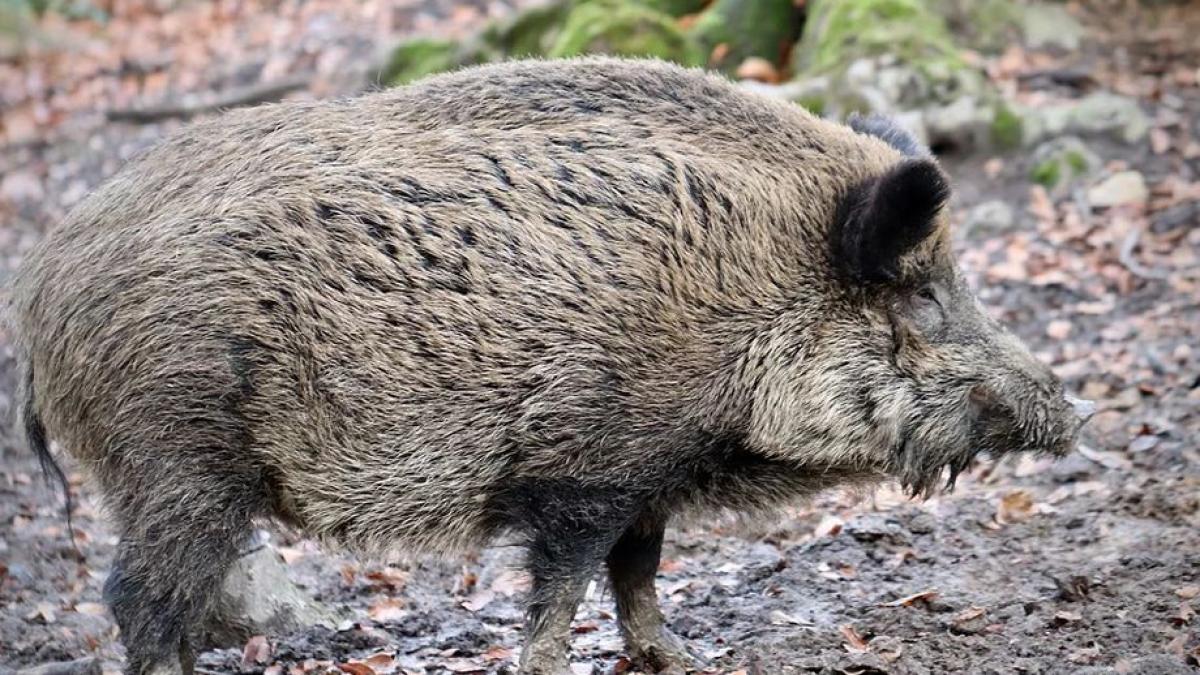 pesta porcina anuleaza celebra vanatoare de la balc