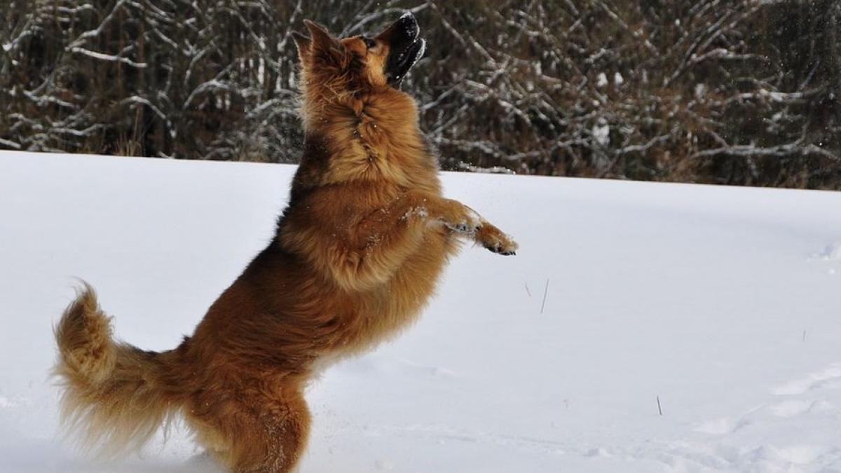 caz socant in suceava caini impuscati fara mila pe un camp erau scene pur si simplu terifiante