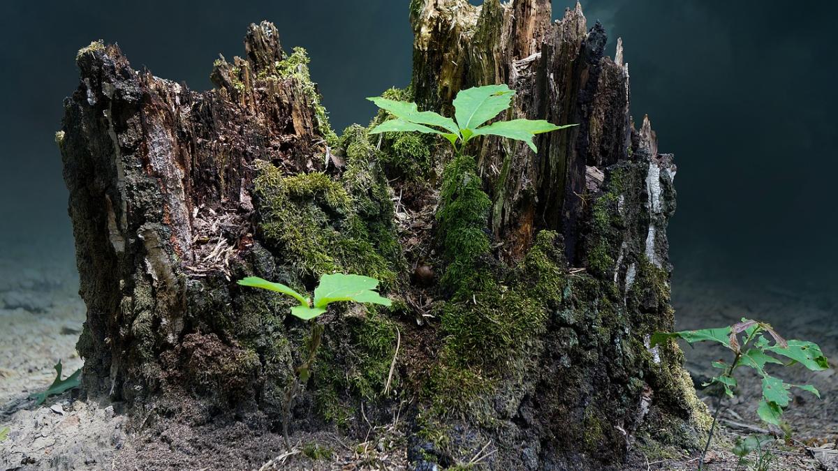 speranta infloreste in padurile parjolite din australia imagini incredibile am vrut sa arat lumii