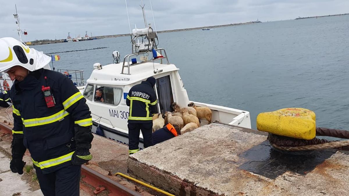 ce se intampla cu oile salvate de pe nava esuata in portul midia