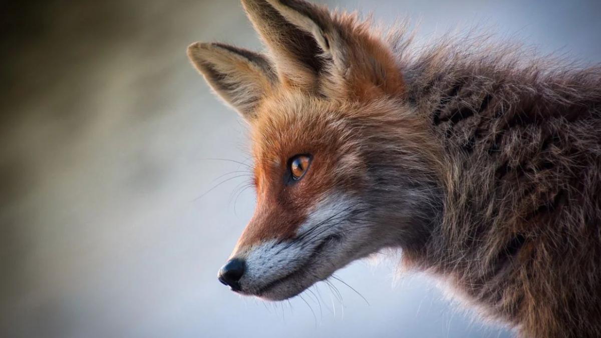 vulpe lovita de o masina pe un bulevard din capitala trecatorii au vazut o ranita ascunsa in