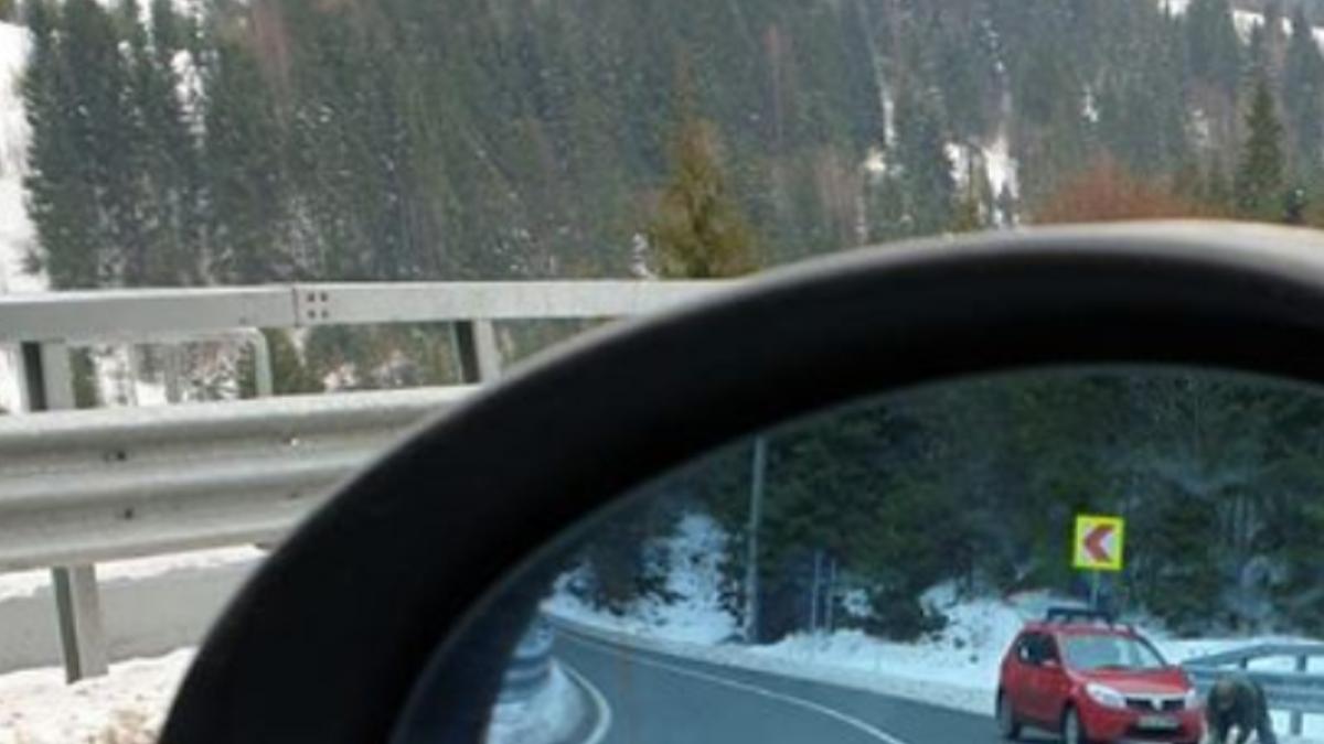 un barbat a impuscat un caine dintr o masina pe o sosea din maramures cine e soferul foto