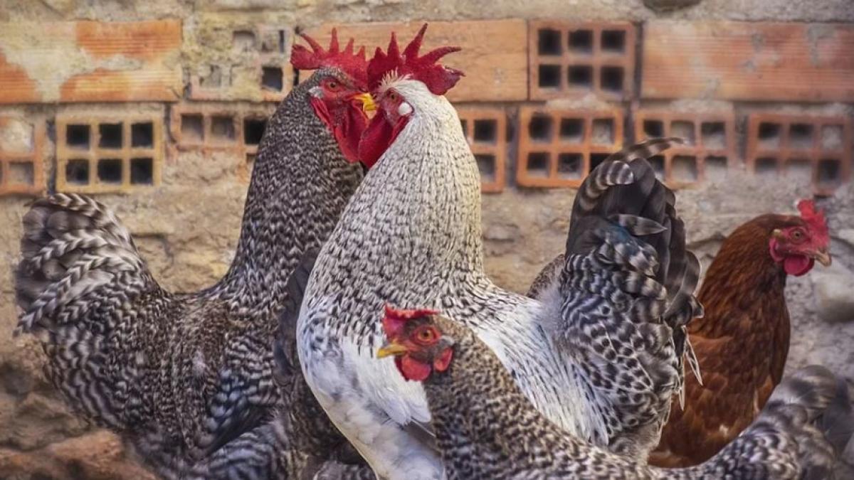 focar de gripa aviara descoperit in romania masurile pentru izolare au fost declansate