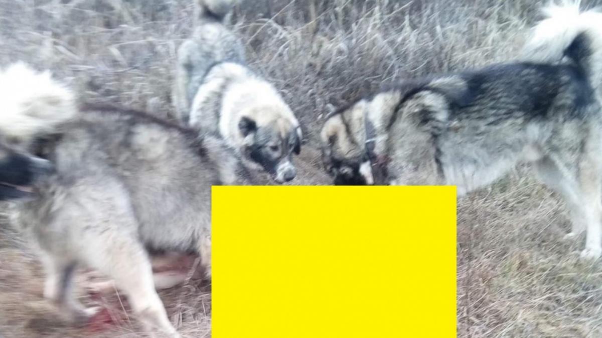 video cruzime fara margini caine sfasiat de viu de trei dulai carpatini distractia macabra a unor