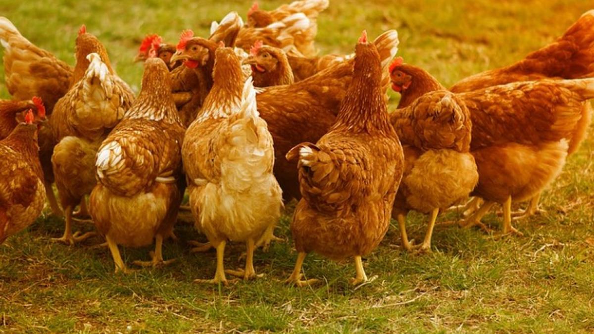 a inceput masacrul pasarilor 17 000 de gaini sunt incinerate in maramures unde virusul gripei