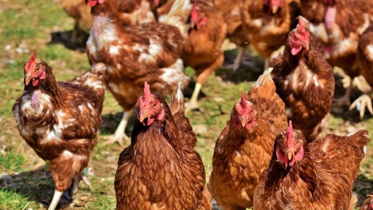 gripa aviara a ajuns in romania medicii veterinari avertizeaza ca virusul se poate transmite si la