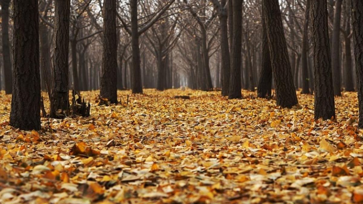 padurea baneasa va fi protejata prin lege din luna martie