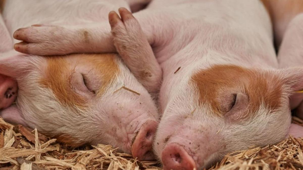 barbat din brasov cercetat de politie dupa ce si a ucis porcii cu pusca de vanatoare