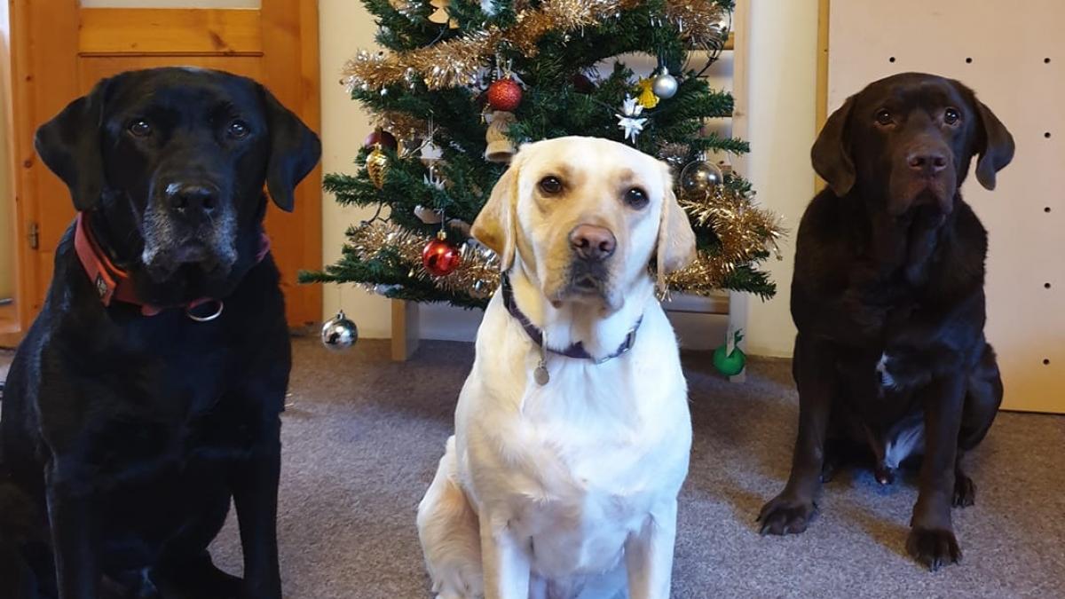 in cluj trei labradori sunt prietenii copiilor cu autism