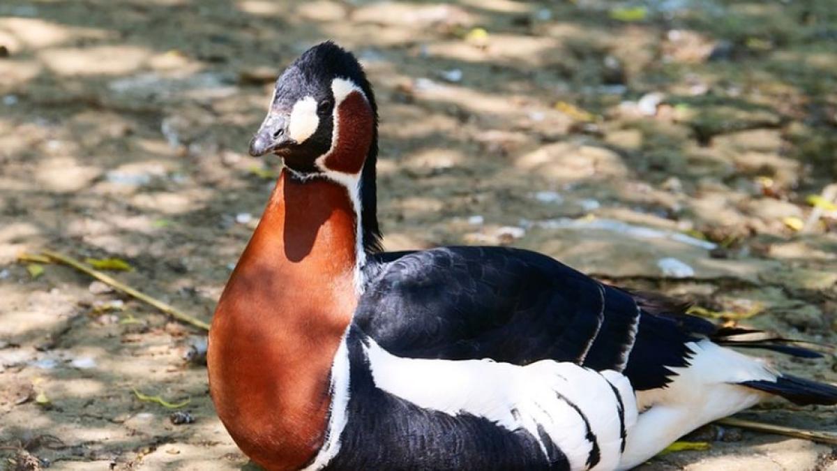 un barbat din braila este anchetat dupa ce a mancat o pasare rara protejata de lege