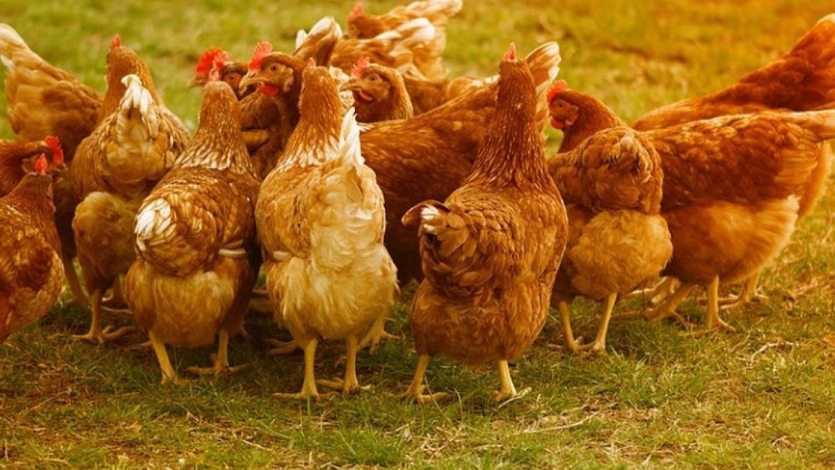 consilier al serviciului epidemiologic din ansvsa despre gripa aviara nu trebuie sa intram in panica