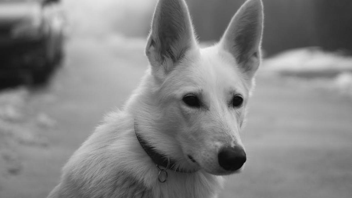 socul trait de o femeie cand s a trezit cu caine galben verzui in propria casa m am speriat foarte