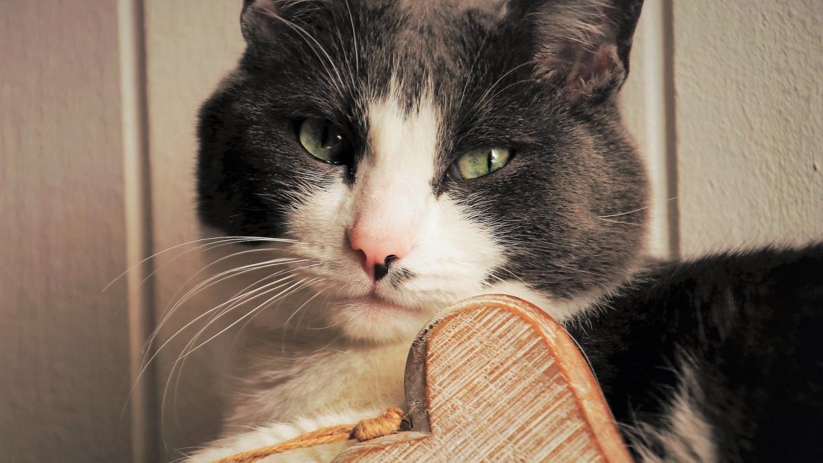 motanul sau tot disparea de acasa cu zilele asa ca a decis sa ii monteze o zgarda cu localizare gps