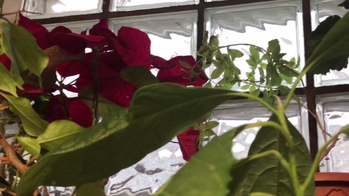 ponturi pentru flori sanatoase iarna ce nu trebuie sa faci cand plantele sunt in repaus