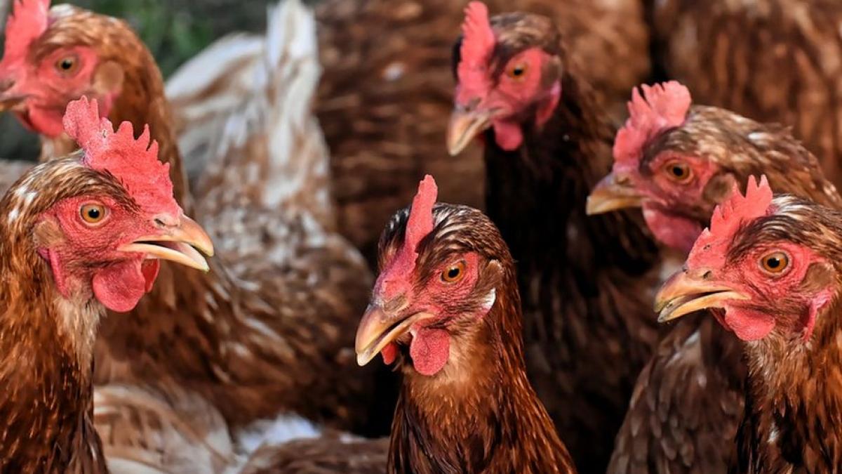este alerta in maramures dupa un focar de gripa aviara aproape 23 000 de pasari de la o ferma au