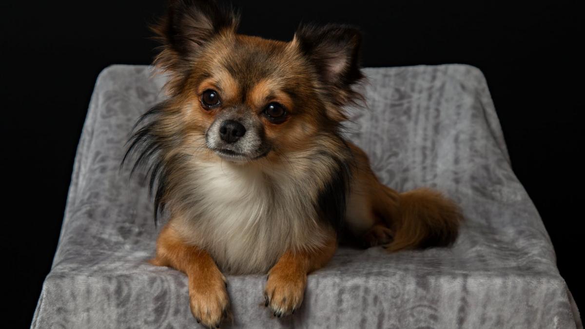 povestea impresionanta a catelului care si a riscat viata pentru stapanii sai a intrat intr o