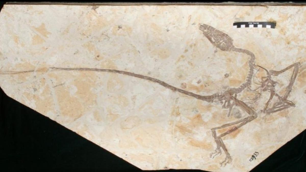 o noua specie de dinozaur dansator confirmata de o echipa de oameni de stiinta