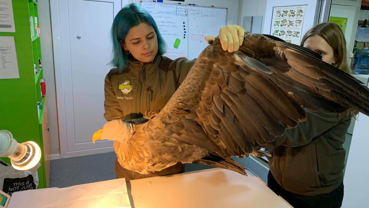 am gasit aceasta pasare pe un camp din romania daca vedeti asa ceva anuntati imediat politia