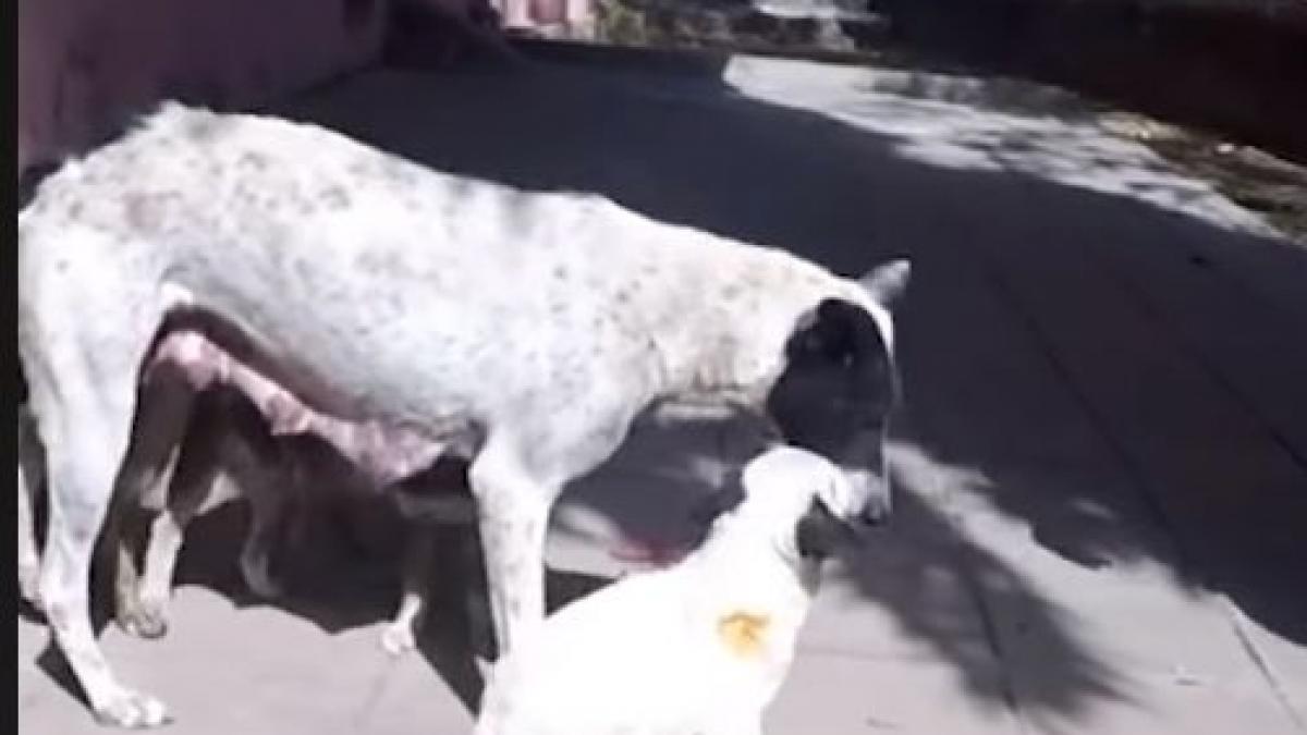 o catelusa implora oamenii de pe strada sa i salveze puiul aflat in mare primejdie incredibil cum