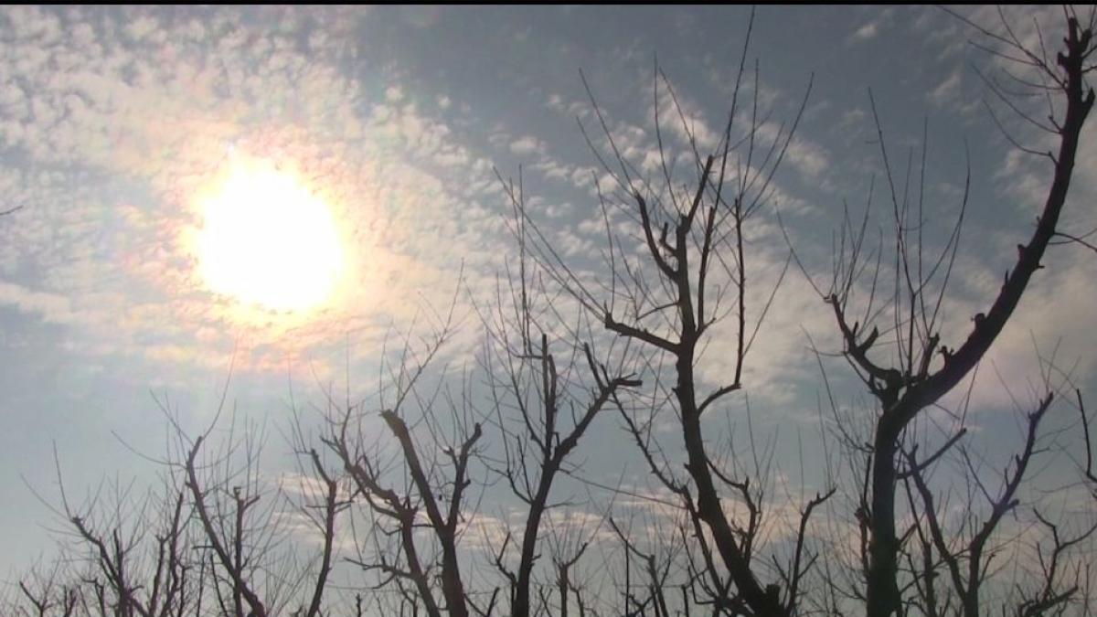 recoltele in pericol din cauza temperaturilor neobisnuite