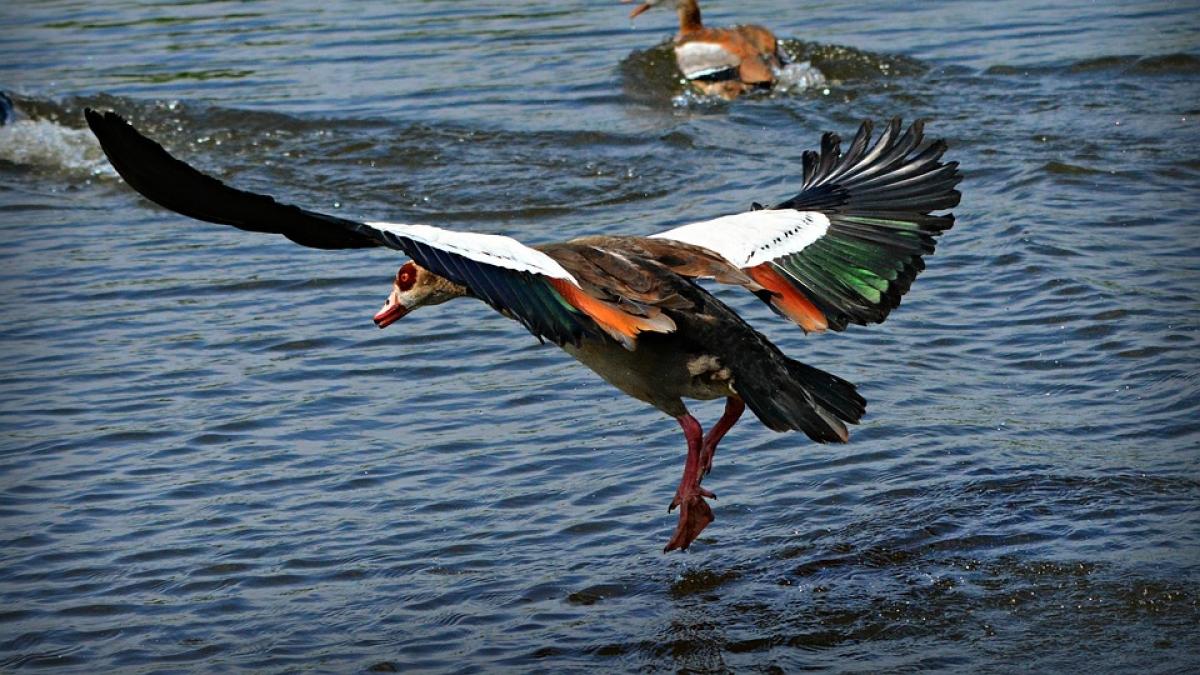 o pasare rara protejata de lege a fost mancata de un brailean resturile din gasca cu gat rosu au