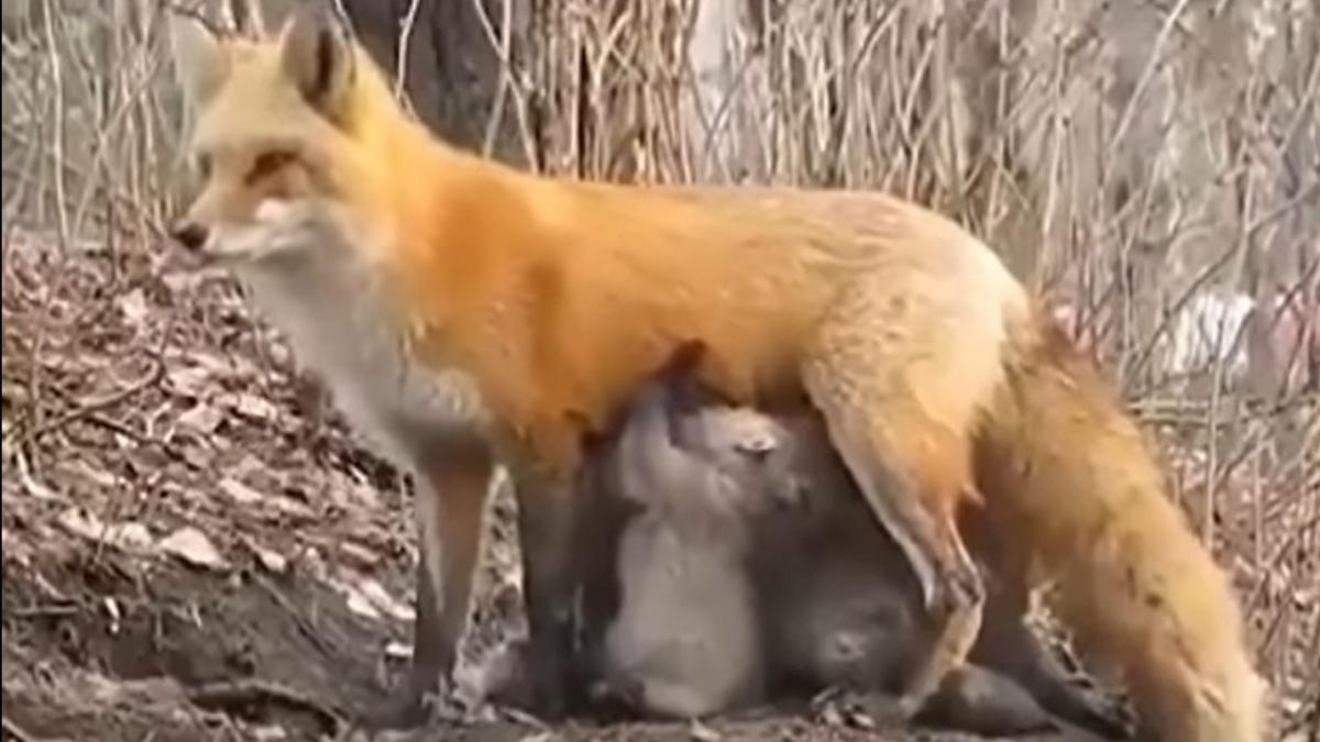 gest uluitor facut de o mama vulpe a hranit puii de urs koala flamanzi video