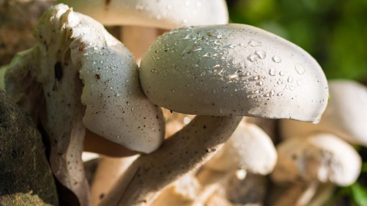 doi romani au fost condamnati in franta pentru ca au cules prea multe ciuperci dintr o padure