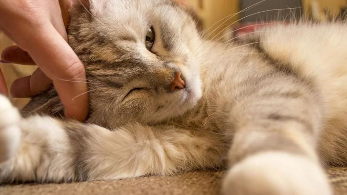 scandalos un tanar din timisoara adopta pisici de pe facebook apoi le lua viata