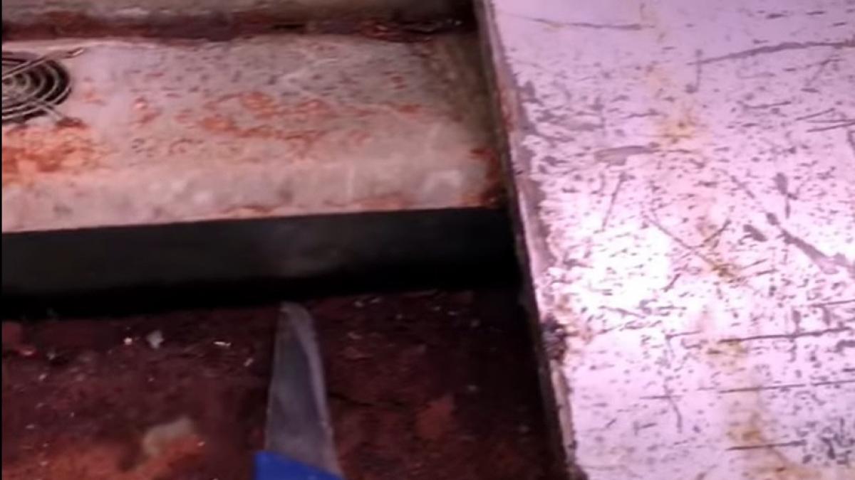 dezastru in hala de carne din alexandria gandaci mizerie si rugina in galantare