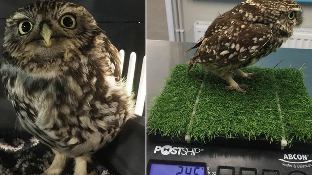 motivul pentru care o bufnita nu mai putea sa zboare ce au descoperit veterinarii in corpul ei i a