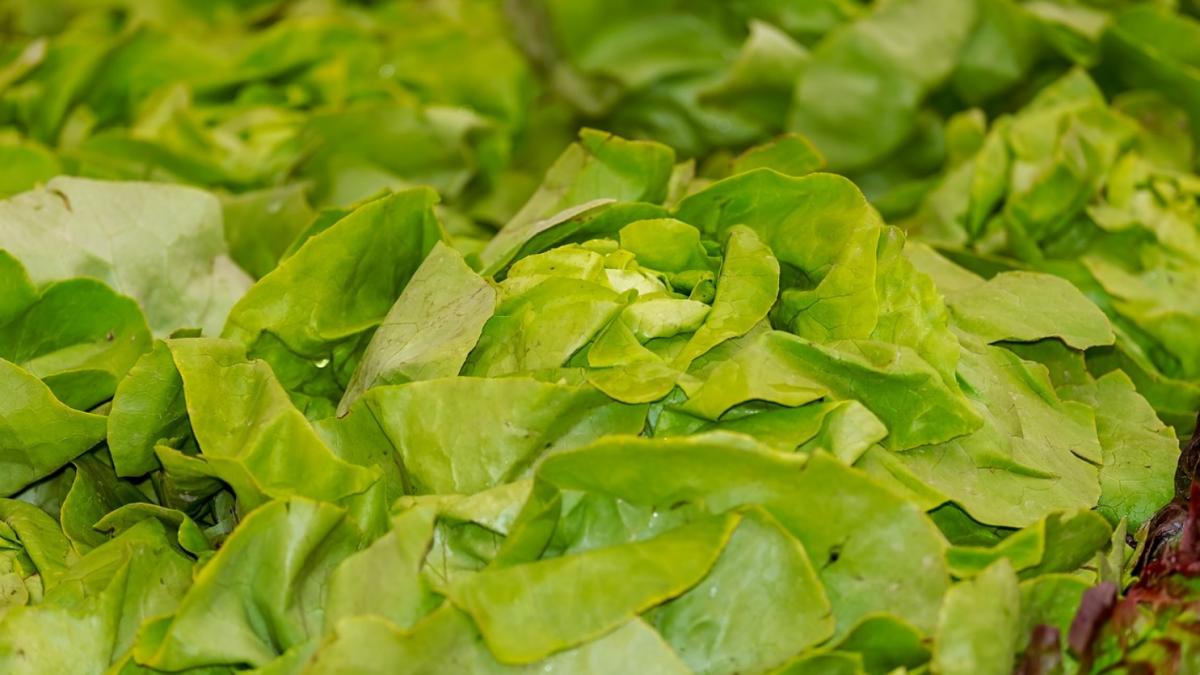 adevarul despre salata verde care se vinde in supermarketurile romanesti