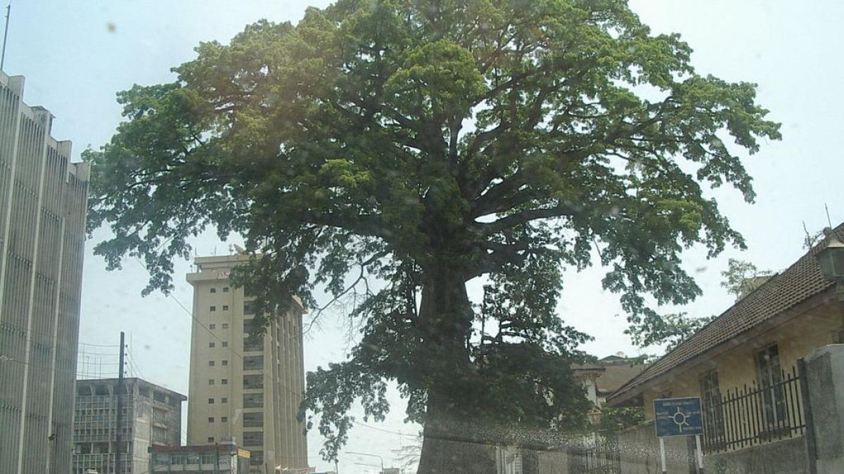 copacul simbol la care se ruga o tara intreaga a fost cuprins de flacari